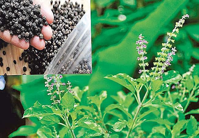 ஆயுள் காக்கும் ஆயுர்வேதம்: வைரஸ் தொற்றைத் தடுக்கலாம்!