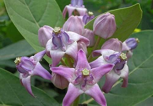 ஏழைகளுக்கான நோய் விரட்டி எருக்கு!