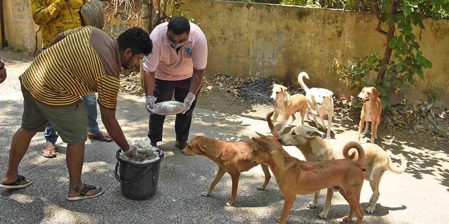 பிரியாணி செய்து தெரு நாய்களுக்கு வழங்கும் ஹைதராபாத் இளைஞர்