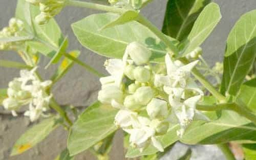 ஆஸ்துமாவை விரட்டும் வெள்ளெருக்கு!