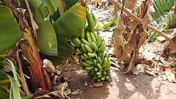 போடியில் சூறைக்காற்றால் 
வாழைகள் சேதம்