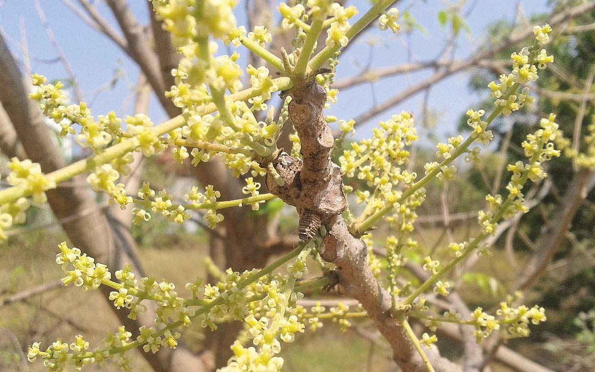 மரங்களின் வரங்கள்!: அனைத்திற்கு உதவும் - ஓதியன் மரம்