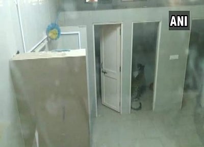 மருத்துவமனைக்குள் நுழைந்த சிறுத்தை: குஜராத்தில் பரபரப்பு