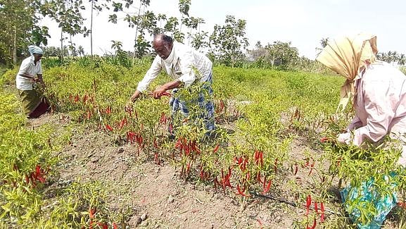 பூச்சிக் கொல்லி கிடைக்காததால் செடியிலேயே அழுகும் மிளகாய்கள்!