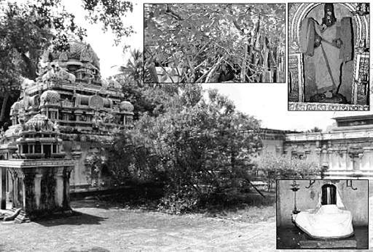 ஆத்தி மரத்தடியில் அமர்ந்த பரமன்!