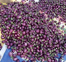 ஆலங்குளத்தில் கத்திரிக்காய் விலை வீழ்ச்சி