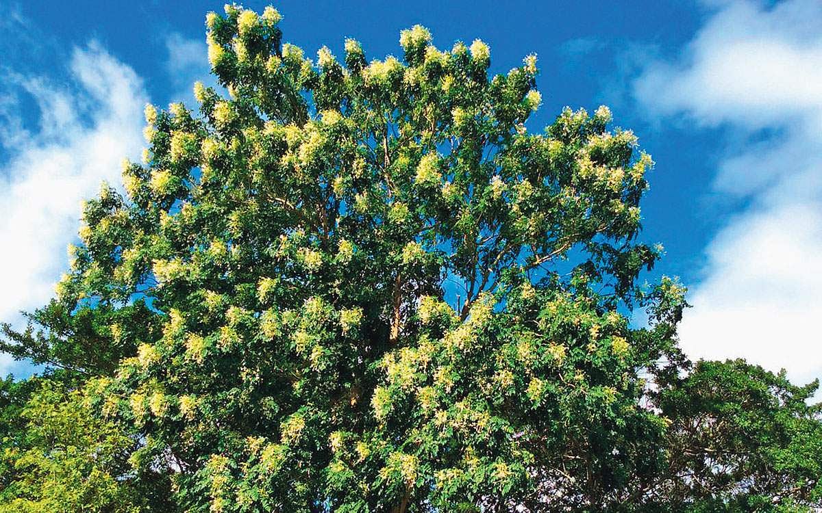 மரங்களின் வரங்கள்!: பன்னீர் மரம்!