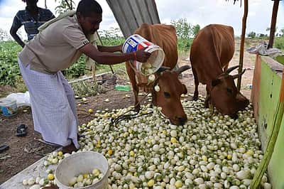 கால்நடைகளுக்கு உணவாகும் கத்தரிக்காய்கள்: விலைவீழ்ச்சியால் நெல்லையில் விவசாயிகள் தவிப்பு