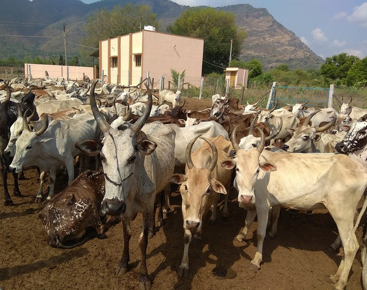 மேற்கு தொடா்ச்சி மலைப் பகுதியில் மேய்ச்சலுக்கு தொடரும் தடையால் உயிரிழந்து வரும் நாட்டு மாடுகள்! விவசாயிகள் கவலை