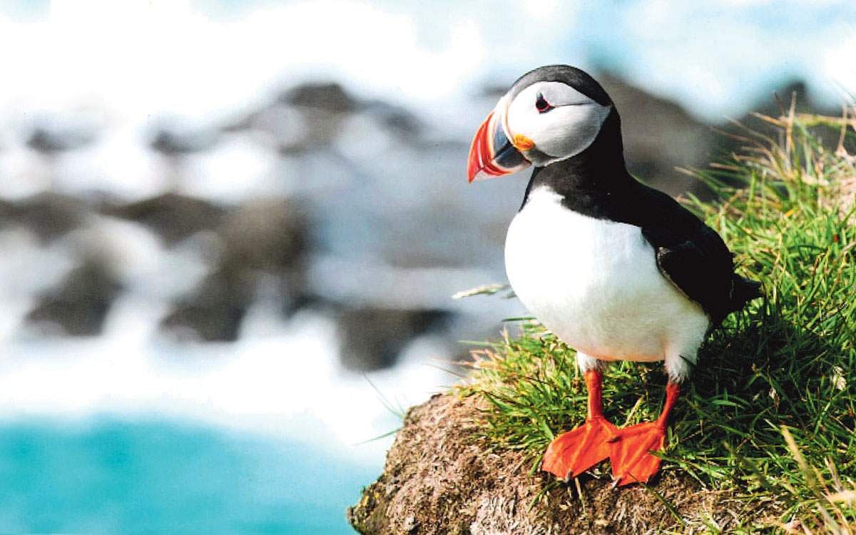 அட்லாண்டிக் கடற்கிளி