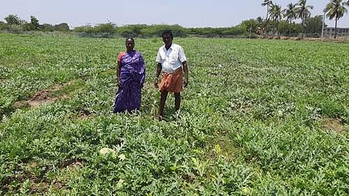 தர்பூசணி பழங்கள் அறுவடை செய்ய முடியாமல் அழுகும் நிலை