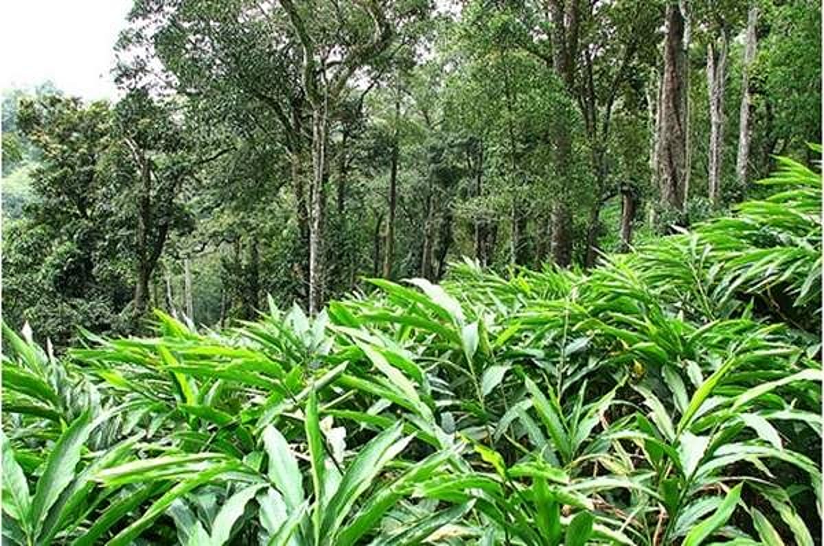 ஊரடங்கு கட்டுப்பாடுகள் நீட்டிப்பு: தமிழக ஏலக்காய் விவசாயிகளுக்குச் சிக்கல்