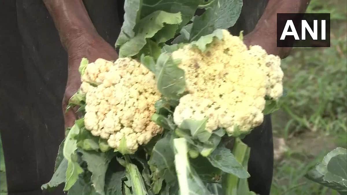 ஊரடங்கால் புழுக்களுக்கு உணவாகிப் போன காலிபிளவர்