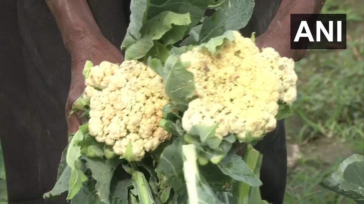 ஊரடங்கால் புழுக்களுக்கு உணவாகிப் போன காலிபிளவர்