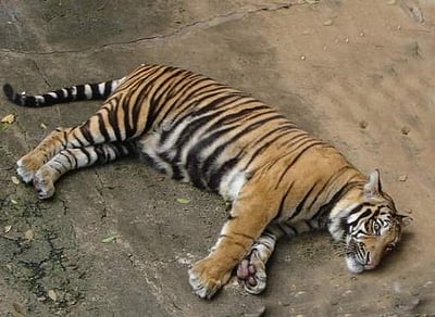 தில்லி உயிரியல் பூங்காவில் புலி மரணம்