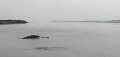 மீரட்: கங்கை நதியில் ஆற்று டால்ஃபின்கள் தென்பட்டன