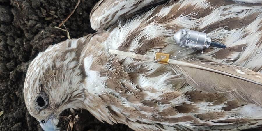 பறவையின் உடலில் மின்னணுக் கருவி; பிஜப்பூரில் பதற்றம்