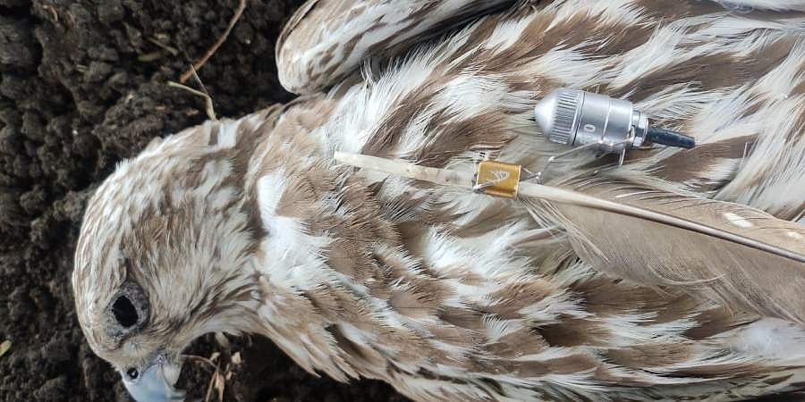 பறவையின் உடலில் மின்னணுக் கருவி; பிஜப்பூரில் பதற்றம்