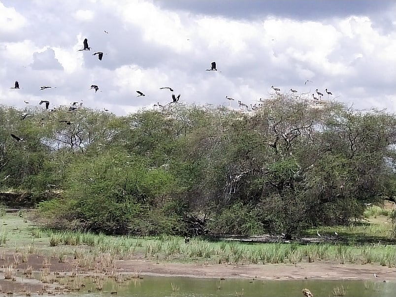 ஊரடங்கு: சொந்த நாட்டுக்கு திரும்ப விரும்பாத வெளிநாட்டுப் பறவைகள்!