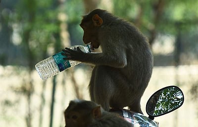 தாகம் தணிக்கும் குரங்கு