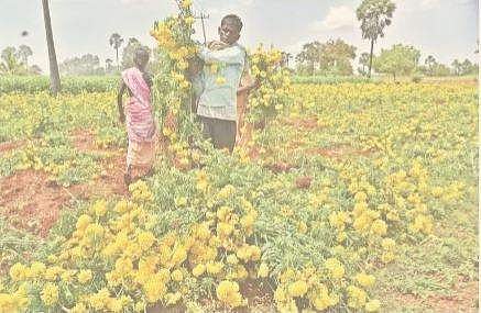 ஊரடங்கு எதிரொலி: விலையின்றி மண்ணில் உரமாக்கப்படும் கேந்தி மலா்கள்!