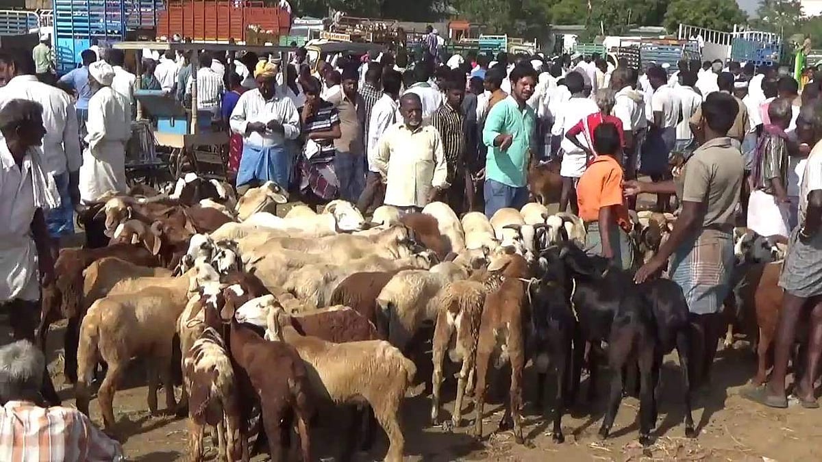 தென் மாவட்டங்களில் கால்நடை சந்தைகள் மூடல்: ரூ.70 கோடி வா்த்தகம் பாதிப்பு
