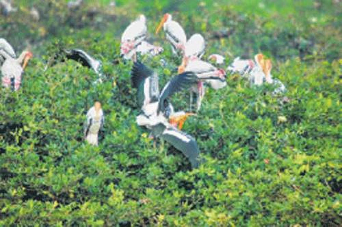 வேடந்தாங்கலில் குவியும் பறவைகள்: ரசிக்க இயலாத நிலையில் ஆர்வலர்கள்