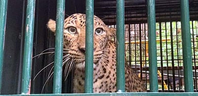 பாபநாசம் மலையடிவாரத்தில் 50 நாள்களில் பிடிபட்ட 5 சிறுத்தைகள்; தொடர் அச்சத்தில் பொதுமக்கள்