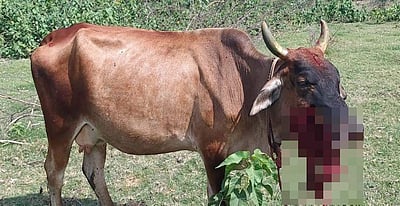 ராணிப்பேட்டை அருகே வனவிலங்கு வேட்டையாட வைத்த நாட்டு வெடிகுண்டு வெடித்து பசு மாடு படுகாயம்