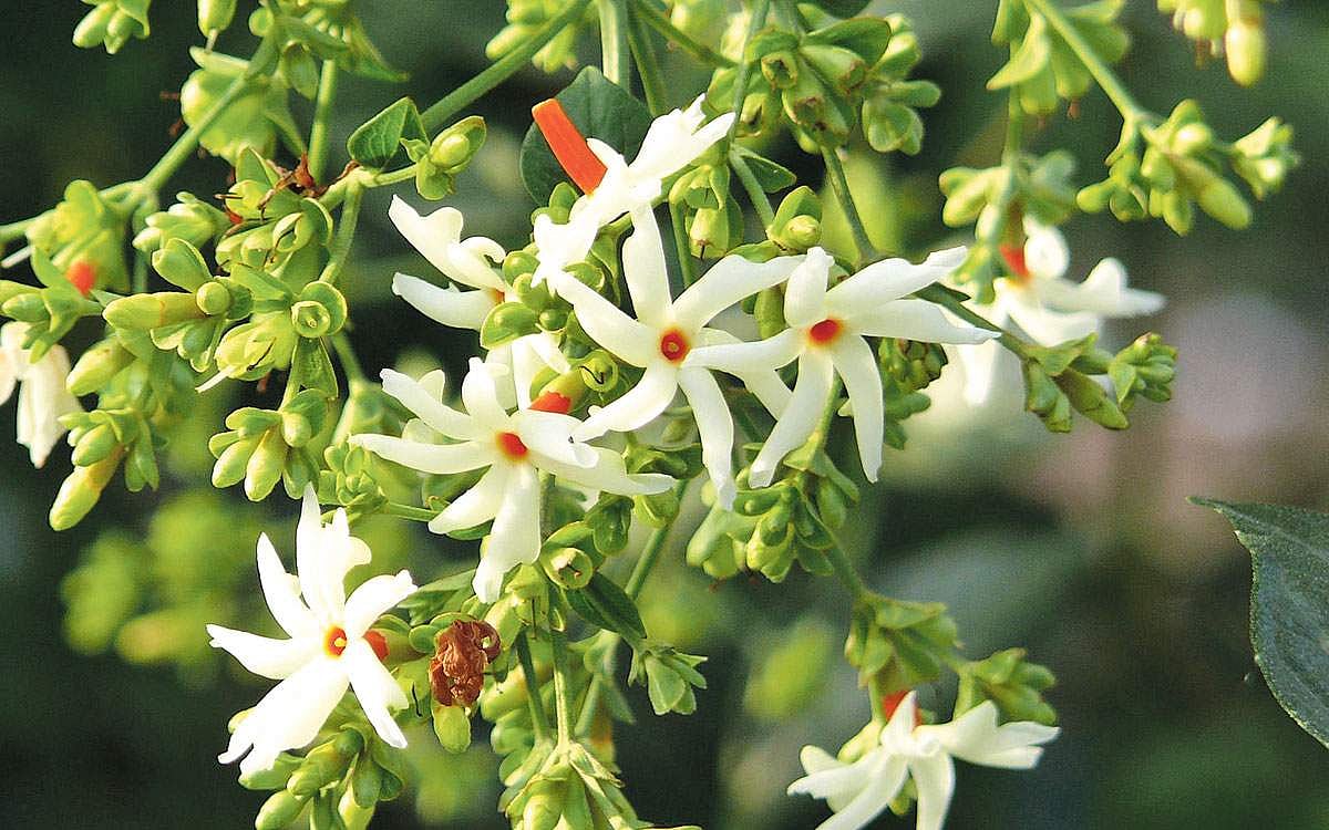 மரங்களின் வரங்கள்!