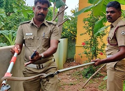 ஸ்ரீவில்லிபுத்தூரில் வீட்டுக்குள் புகுந்த நல்லபாம்பு: கண்மாயில் விடுவிப்பு