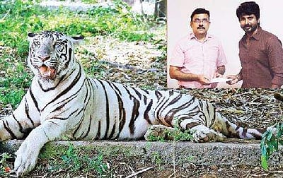 வண்டலூர் பூங்காவில் வெள்ளைப் புலி: நடிகர் சிவகார்த்திகேயன் மேலும் நான்கு மாதங்களுக்குத் தத்தெடுப்பு