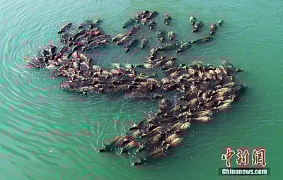 ​சிச்சுவான் மாநிலத்தில் எருமைகள் ஆற்றைக் கடக்கும் அற்புதக் காட்சி