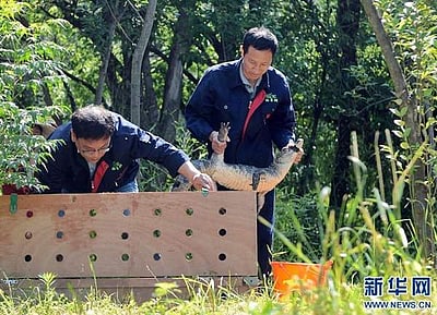 சீனாவில் யாங்சி ஆற்று முதலைகள் விடுவிப்பு