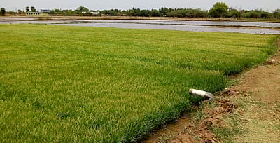 மேட்டூர் அணை திறப்பையொட்டி குறுவை சாகுபடிக்குத் தயாராகி வரும் டெல்டா விவசாயிகள்