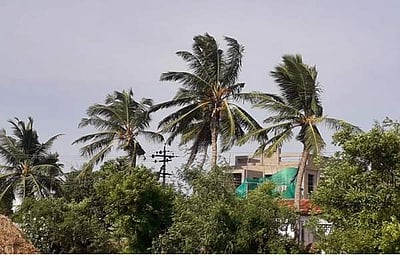 வேதாரண்யம் பகுதியில் பலத்த கடல் காற்று