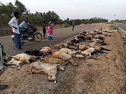 தூத்துக்குடியில் லாரி மோதியதில் 26 ஆடுகள் உயிரிழப்பு