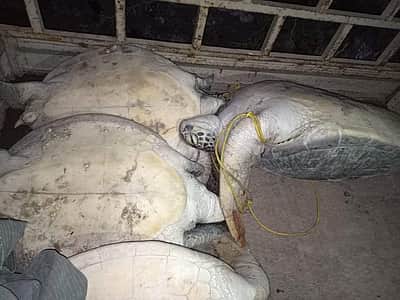 கடல் ஆமைகளை கடத்த முயன்ற 4 பேர் கைது