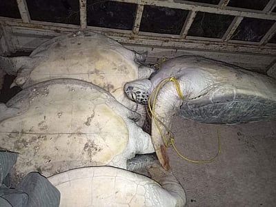 கடல் ஆமைகளை கடத்த முயன்ற 4 பேர் கைது