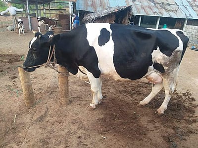 தம்மம்பட்டியில் வெயிலின் தாக்கத்தால் பால் உற்பத்தி குறைந்தது!