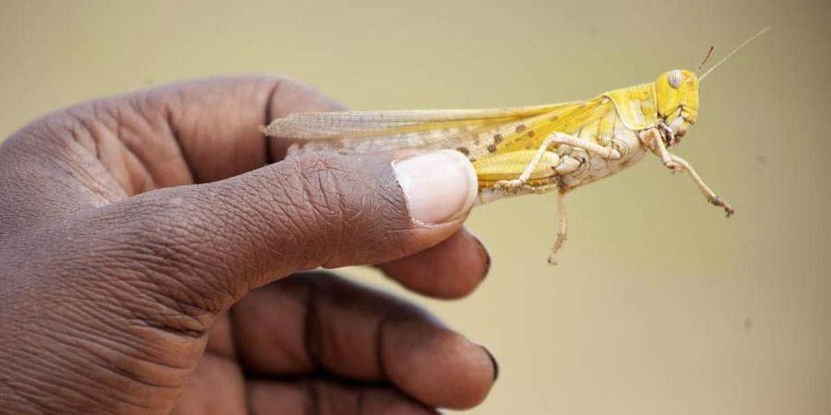 வயல்களுக்கு படையெடுக்கும் வெட்டுக்கிளிகள்: விரட்ட ம.பி விவசாயிகளின் புது ‘டெக்னிக்’