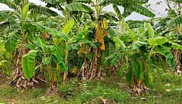 வாழை, மரவள்ளி பயிா்களுக்கு
காப்பீடு செய்ய அழைப்பு