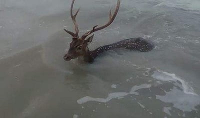 கோடியக்கரை: நாய்கள் துரத்தியதால் கடலில் குதித்து உயிருக்குப் போராடிய மானை மீட்ட மீனவர்கள்