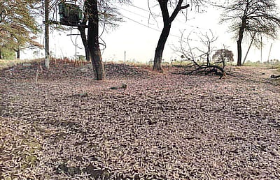 மகாராஷ்டிரத்தில் சுமார் 50 சதவீத வெட்டுக்கிளிகள் அழிக்கப்பட்டன: அமைச்சர் தகவல்