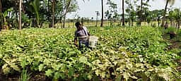தக்காளி, கத்திரி நாற்றுகள்
பெற முன்பதிவு செய்யலாம்