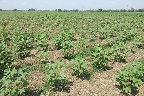 கோடைகால பருத்தி சாகுபடியை ஊக்குவிக்க விவசாயிகள் கோரிக்கை