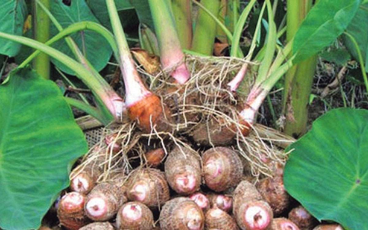 சேப்பங்கிழங்கின் மருத்துவ குணங்கள்!