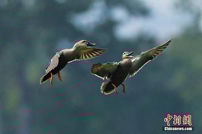 சீனாவின் ஜியாவ்ஜோ வளைகுடா பிரதேசத்தில் பறவைகள்