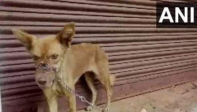 நாயின் வாயில் டேப் சுற்றிக் கொடுமை: கேரளத்தில் மேலும் ஒரு சம்பவம்!