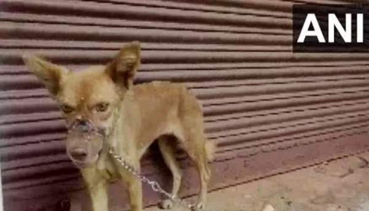 நாயின் வாயில் டேப் சுற்றிக் கொடுமை: கேரளத்தில் மேலும் ஒரு சம்பவம்!